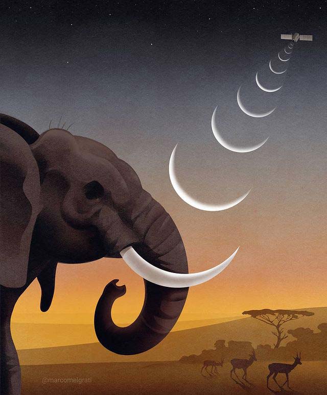 The Elephants Roam